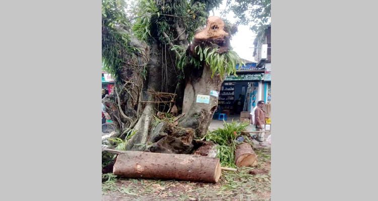 জামালগঞ্জে সরকারি গাছ কাটায় ১ জনের বিরুদ্ধে মামলা