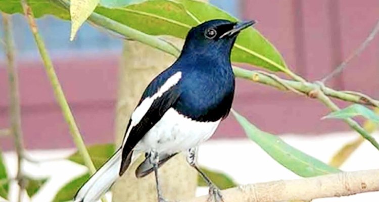 হারিয়ে যাচ্ছে জাতীয় পাখি দোয়েল
