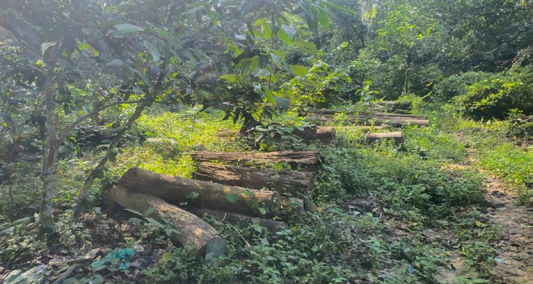 অযত্ন অবহেলায় নষ্ট হচ্ছে কোটি টাকার গাছ