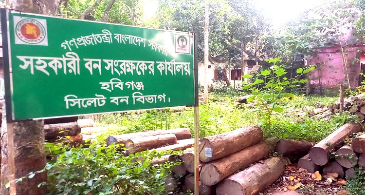 হবিগঞ্জে অযত্নে নষ্ট হচ্ছে কোটি টাকার গাছ