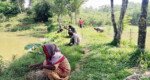 সম্ভাবনাময় কফি চাষে ঝুঁকছেন সিলেটের কৃষকরা