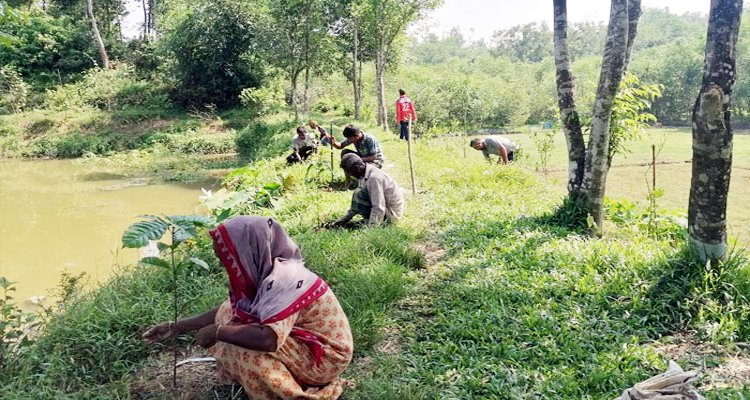 সম্ভাবনাময় কফি চাষে ঝুঁকছেন সিলেটের কৃষকরা