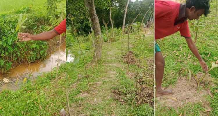 শত্রুতার জেরে কৃষকের শতাধিক চারাগাছ কাটলো প্রতিপক্ষ