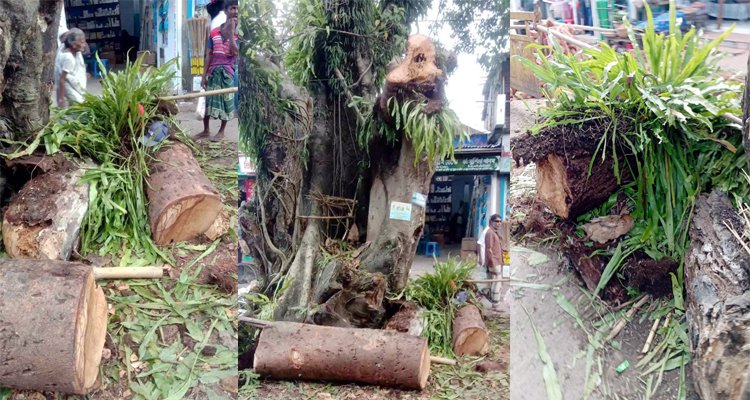 বঙ্গবন্ধুর স্মৃতি বিজড়িত ঐতিহাসিক বটগাছ কর্তনে উপজেলাবাসীর ক্ষোভ