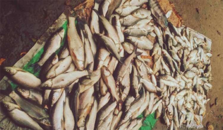 মাধবপুরে পুকুরে বিষ প্রয়োগে মাছ নিধন