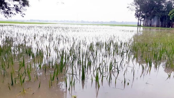 saysta 1 20231008092329 - BD Sylhet News