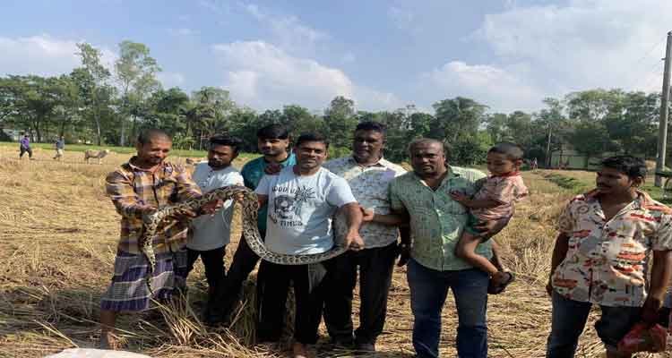 শ্রীমঙ্গলে ধান ক্ষেতে থেকে অজগর উদ্ধার