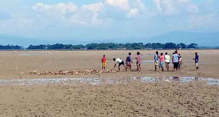 সুনামগঞ্জে বিষক্রিয়া: খামারের তিনশত হাঁসের মৃ ত্যু