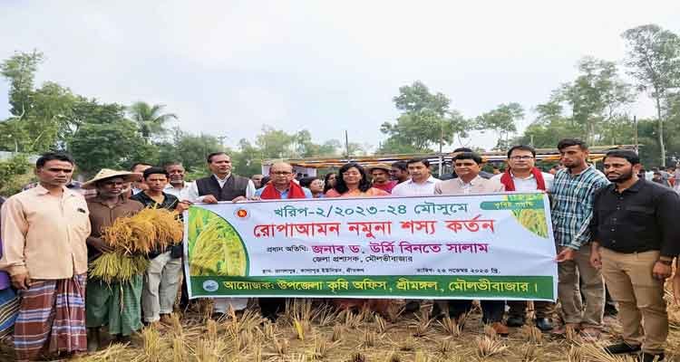 শ্রীমঙ্গলে কম্বাইন্ড হার্ভেস্টার দিয়ে কৃষকের জমির ধান কাটা শুরু