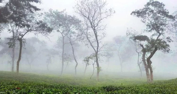 শ্রীমঙ্গলে তাপমাত্রা কমতে শুরু, বাড়ছে শীত