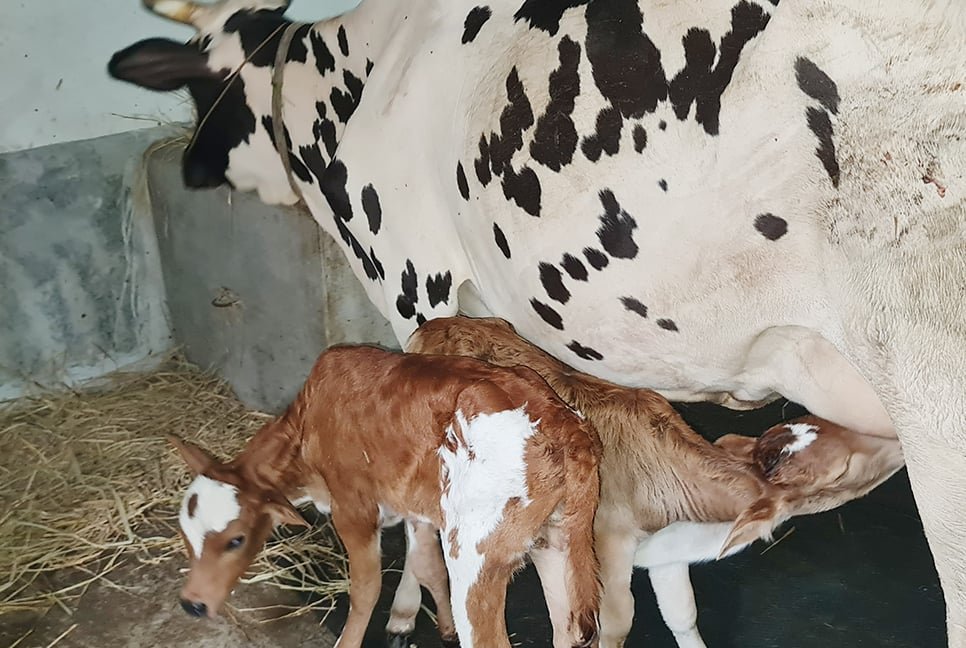 সিংড়ায় যমজ বাছুর