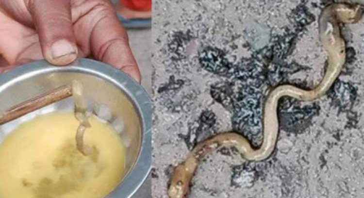 ডিমের ভেতর সাপ সদৃশ ‘জীব’