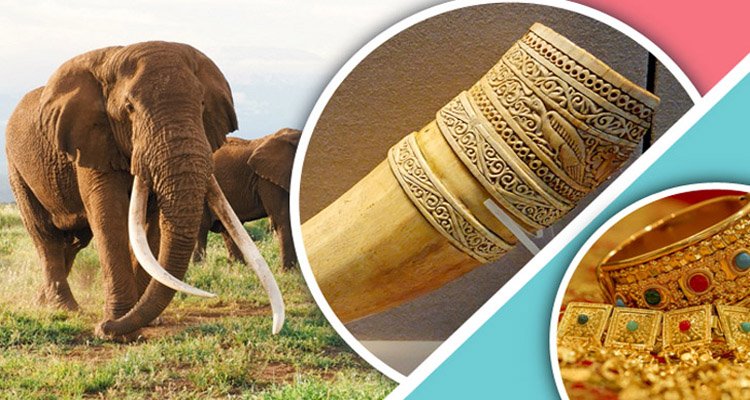 স্বর্ণের চেয়েও দামি হাতির দাঁত!