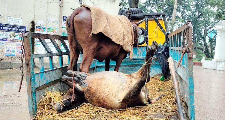 মাধবপুরে এক সপ্তাহ মধ্যে ৫ কৃষকের ১০ গরুর মৃ-ত্যু