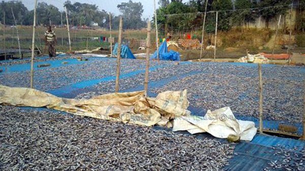 d56559529aa741218105395f0b6d27e0 5a62d112a1f75 - BD Sylhet News
