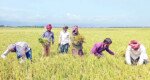 সোনালি ধানে হাসছে হাওর