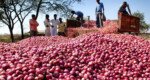 বাংলাদেশে পেঁয়াজ রপ্তানির অনুমতি দিল ভারত