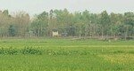 বাংলাদেশে ঢুকে যুবককে গুলি করে নিয়ে গেল বিএসএফ
