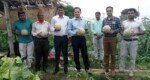 জীবননগরে কৃষকের রকমেলন ফলের বাগান পরিদর্শন করলেন জেলা প্রশাসক
