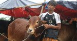 বাবার লাশ দাফন করেই হাটে আসা আরিফুলের তিনটি গরুই বিক্রি হয়েছে